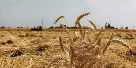 محافظ كفرالشيخ: استمرار حصاد وتوريد القمح بـ 25 شونة بالمحافظة