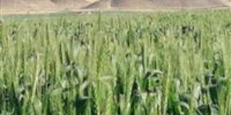 بالبلدي : بسبب ارتفاع الحرارة.. زراعة جنوب سيناء تحذر من هجمات العقارب والثعابين
