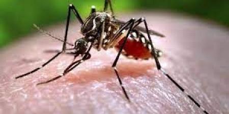 بالبلدي : لماذا ترتفع حالات الملاريا وحمى الضنك خلال فصل الصيف؟