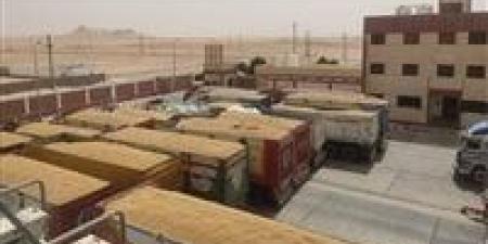 بالبلدي : شون وصوامع المنيا تستقبل 41 ألف طن من محصول القمح اليوم