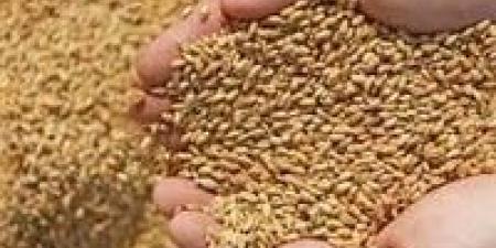 بالبلدي : ارتفاع احتياطي مصر من القمح إلى 6 أشهر