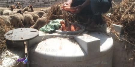 بالبلدي: ضبط وإعدام 10 أطنان مخللات وغلق مصنع غير مرخص بأولاد صقر belbalady.net