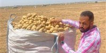 بالبلدي : الزراعة: فحص 850 ألف طن بطاطس للتصدير خلال الموسم التصديري الحالي