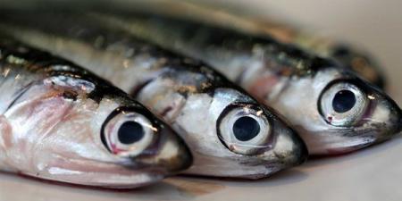 بالبلدي : في شم النسيم.. تعرف على فوائد وأضرار سمك الأنشوجة