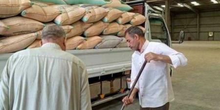 بالبلدي : مواقع إستلام القمح تفتح أبوابها أمام المزارعين خلال إجازة شم النسيم
