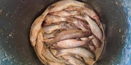 بالبلدي: ضبط 2 طن لحوم وأسماك غير صالحة للاستهلاك الآدمي بكفر الشيخ |صور belbalady.net