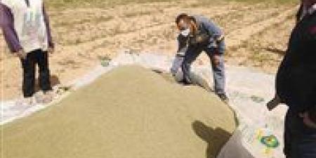 بالبلدي : محافظ الوادي الجديد: حصاد 4 آلاف فدان من محصول الكمون