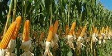 بالبلدي : 300 جنيه تراجعًا في سعر طن حبوب الذرة الصفراء بالأسواق
