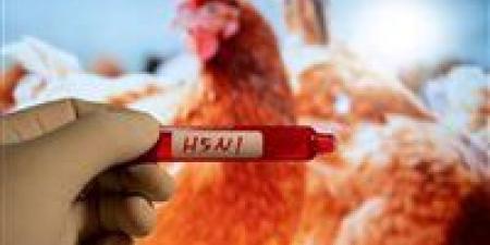 بالبلدي : أمريكا تتتبع مياه الصرف الصحي للكشف عن إنفلونزا الطيور