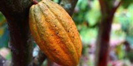 بالبلدي: أكبر انخفاض يومي.. هبوط أسعار الكاكاو بنحو 19%