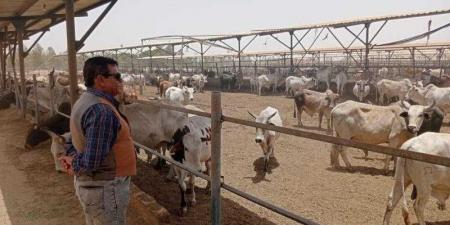 بالبلدي: استعدادا لعيد الأضحى 2024.. ضخ 20 ألف رأس ماشية في المجمعات الاستهلاكية