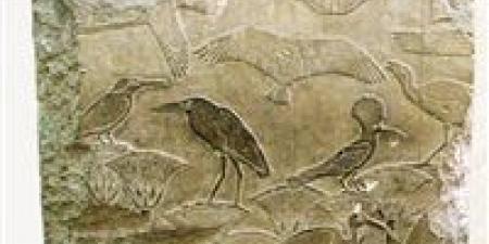 بالبلدي : المتحف المصري بالتحرير يعرض قطعة فريدة احتفالا باليوم العالمي للتنوع البيولوجي