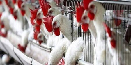 أميركا تحظر واردات الدواجن الأسترالية بسبب إنفلونزا الطيور بالبلدي | BeLBaLaDy