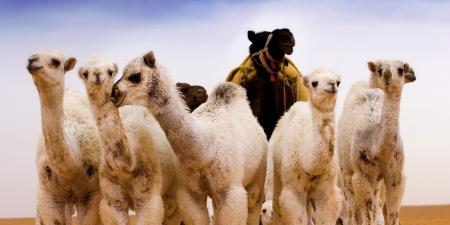 belbalady في السعودية.. صورة مذهلة توثق التدرجات الساحرة لألوان حيوانات الإبل