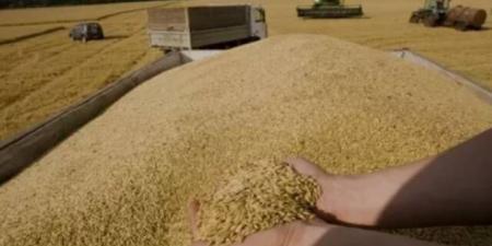أوكرانيا: تصدير 46.7 مليون طن من الحبوب والمحاصيل البقولية في أقل من عام بالبلدي | BeLBaLaDy