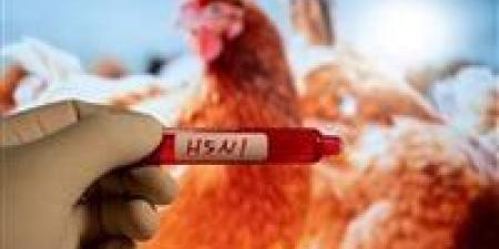 بالبلدي : أستراليا تعلن العثور على إنفلونزا الطيور في مزرعة دواجن ثالثة