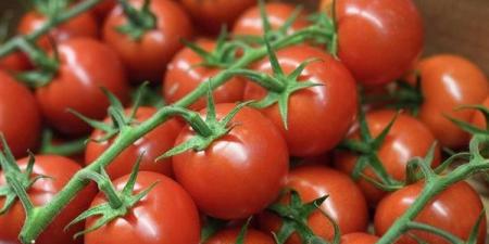 بالبلدي : مصادر تكشف تفاصيل فرض المغرب رسوم إغراق على صادرات الطماطم المصرية