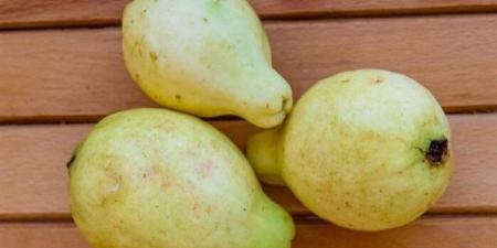 بالبلدي : إدارة الوزن وتخفيف التوتر.. ما هي الفوائد الصحية لأوراق الجوافة؟
