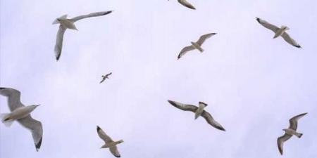 بالبلدي: ارتفاع منسوب المياه في أفريقيا يُهدّد طيور الفلامينغو