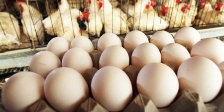 بالبلدي: سعر كرتونة البيض اليوم الثلاثاء 18 يونيو في الأسواق والمزارع