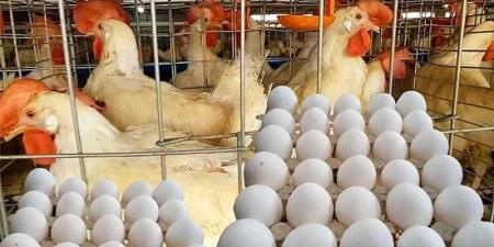 بالبلدي : أسعار
      الدواجن
      والبيض
      في
      مصر
      اليوم
      السبت