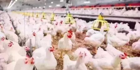 أسعار
      الدواجن
      اليوم
      الخميس..
      الفراخ
      وصلت
      لكام