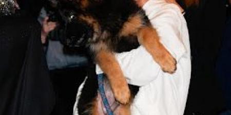بالبلدي : How
      Royal
      Tribes
      K9
      Delivers
      a
      World-Class
      Puppy
      Experience?
