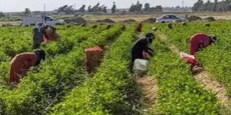 خطة
      الحكومة
      لإنجاح
      موسم
      تصدير
      الموالح
