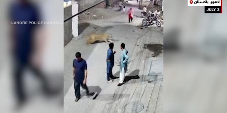belbalady أسد يهرب من قفصه ليهاجم سيدة وأطفالها بلحظات مرعبة.. شاهد ما حدث