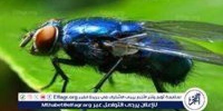 بالبلدي: نكبة
      بيئية
      في
      حيفا
      المحتلة
      بسبب
      ذباب
      «دروسوفيلا»