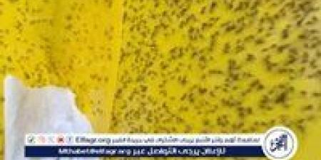 بالبلدي: إعلام
      عبري:
      ذباب
      مصري
      يغزو
      حيفا
      ويثير
      الذعر
      في
      الأحياء
      الراقية
      (تفاصيل)