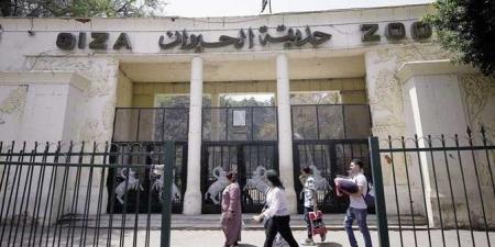 بالبلدي: بعد
أعمال
التطوير..
موعد
افتتاح
حديقة
حيوان
الجيزة