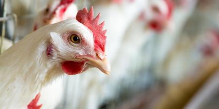 بالبلدي: أسعار
الدواجن
والبيض
في
الأسواق
اليوم
الأحد
16
نوفمبر
2025