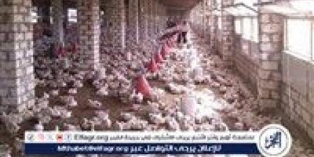 بالبلدي: زراعة
بني
سويف
تراجع
صلاحية
6
مزارع
لتربية
الماشية
والدواجن