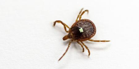 belbalady الكشف عن أول حالة وفاة معروفة بسبب حساسية اللحوم ناتجة عن لدغات القراد