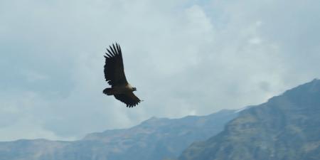 belbalady كندور الأنديز.. عودة أحد أكبر الطيور المُحلِّقة في العالم