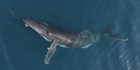 بالبلدي: كاميرا تلتقط اثنين من الحيتان يسبحان بتناغم مع مجموعة دلافين في البرازيل