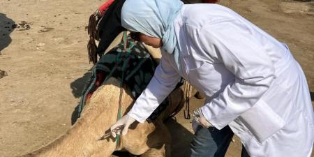 بالبلدي: الجيزة
      تطلق
      قوافل
      بيطرية
      مجانية
      لرعاية
      الخيول
      والجمال
      بالمنطقة
      الأثرية
      بالأهرامات