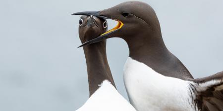 belbalady مصور يوثّق لحظة مضحكة لطائر يُمسك بطائر آخر من رأسه في النرويج
