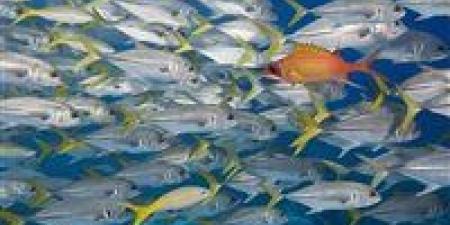 بالبلدي: أسعار
      السمك
      في
      أسوان
      تتسم
      بالاستقرار
      النسبي
      اليوم
      الأربعاء
      19
      نوفمبر
      2025