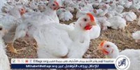 بالبلدي: بورصة
الدواجن:
زيادة
بأسعار
الفراخ
البيضاء
تعرف
عليها
اليوم
فى
سوهاج