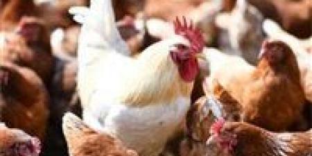 بالبلدي: أسعار
      الدواجن
      والبيض
      اليوم
      الجمعة
      21
      -
      11
      -
      2025