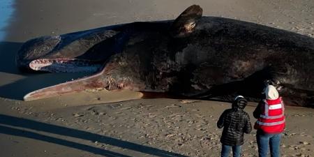 بالبلدي: محاولات لنقل حوت عنبر نافق طوله 50 قدمًا.. شاهد صعوبة العملية المعقدة