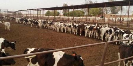 بالبلدي : ”الزراعة”:
      المشروع
      القومي
      لإحياء
      البتلو
      ساهم
      في
      تحقيق
      طفرة
      في
      إنتاج
      مصر
      من
      اللحوم
      والألبان