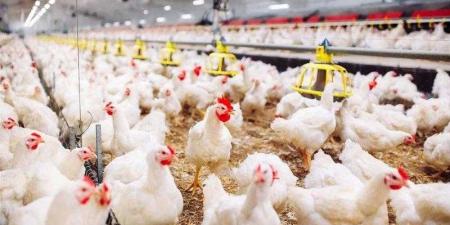 بالبلدي : أسعار
الدواجن
والبيض
في
مصر
اليوم
السبت