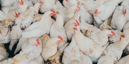 بالبلدي: أسعار
      الدواجن
      والكتاكيت
      والبيض
      في
      السوق
      المصرية