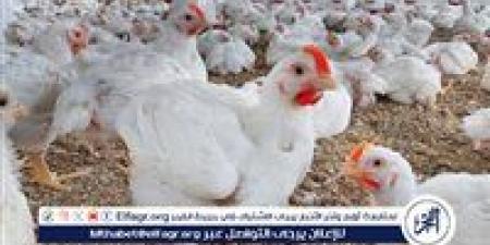 بالبلدي: بورصة
الدواجن:
تعرف
على
سعر
الدواجن
اليوم
السبت
فى
سوهاج