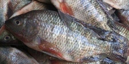 بالبلدي: البلطي
بـ
67.72
جنيه..
أسعار
الأسماك
اليوم
الأحد
23
نوفمبر
2025