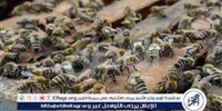 بالبلدي: دراسة
تكشف
فوائد
سم
النحل
في
مكافحة
الشيخوخة