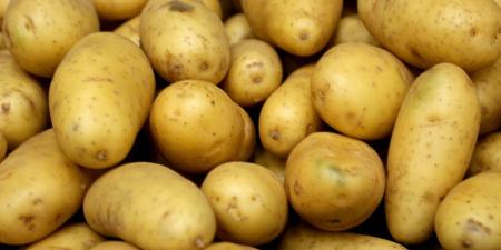 بالبلدي: قد تبدو طبيعية.. متى تصبح البطاطا سامّة للجسم؟